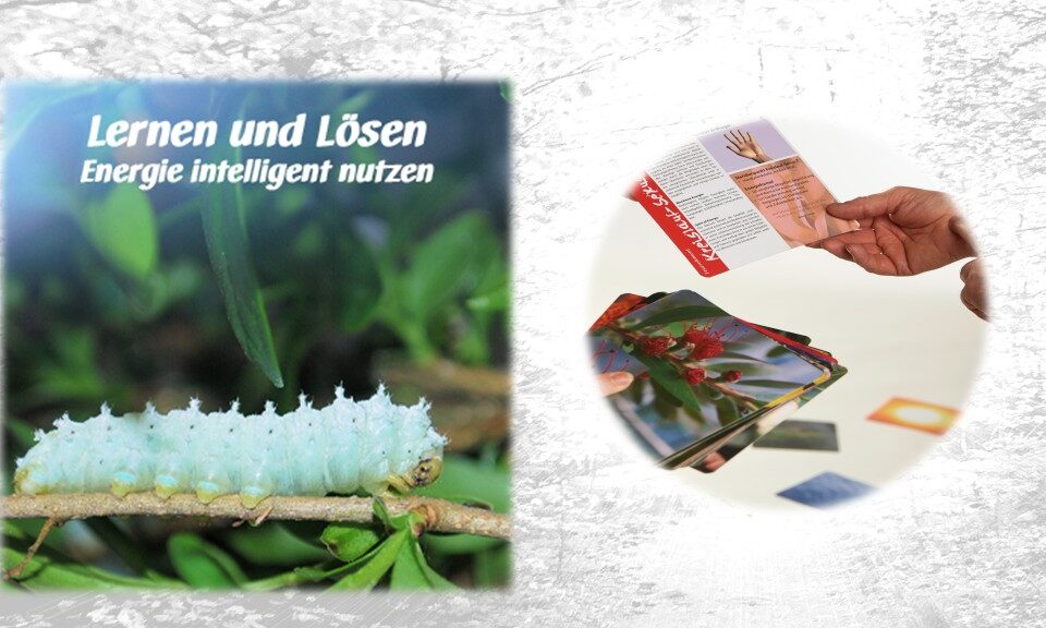 Raupenphase entfalten Spirit of Energy Workshop – Transformation von Innen erleben