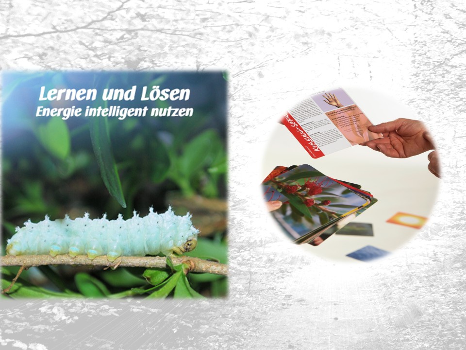 Raupenphase entfalten Spirit of Energy Workshop – Transformation von Innen erleben